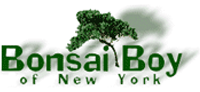 Bonsai Boy of New York cashback