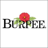 Burpee cashback